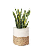 Basket Plant Stand