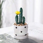 Mini Succulent Potted Plant