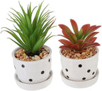 Mini Succulent Potted Plant