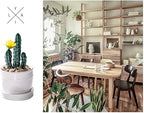 Mini Succulent Potted Plant