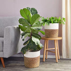 Basket Plant Stand