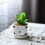 Mini Succulent Potted Plant