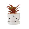 Mini Succulent Potted Plant