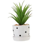 Mini Succulent Potted Plant